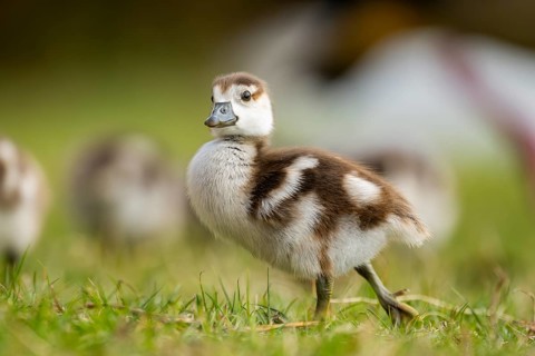 Egyptian goose (Alopochen aegyptiaca) cute chicks on a meadow at the shore of a lake, Bavaria,