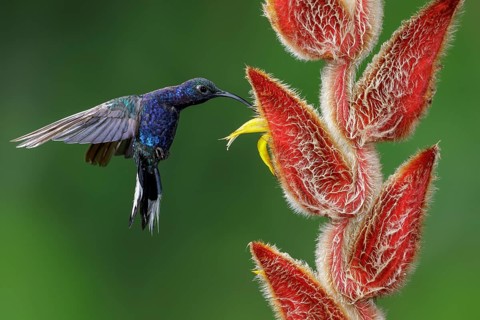 Violet Sabrewing (Campylopterus hemileucurus) flying and feeding at a flower in Costa Rica