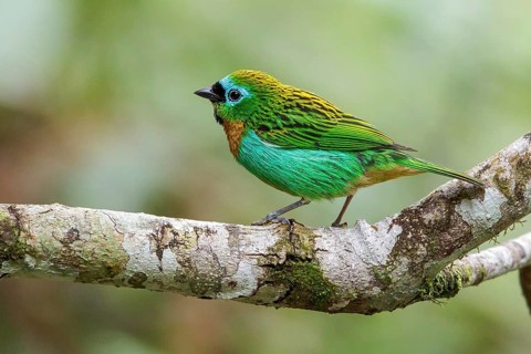 Brassy-breasted Tanager (Tangara desmaresti) perched on a branch in the Atlantic rainforest of