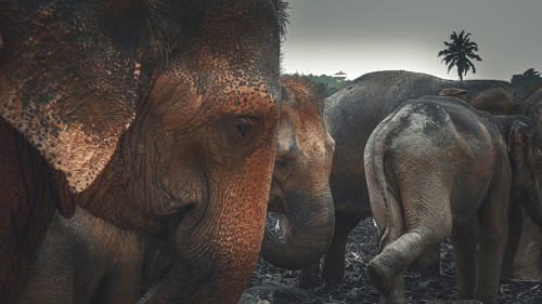 Group of elephants (elephas maximus) in the dark jungle with palm trees in the background,