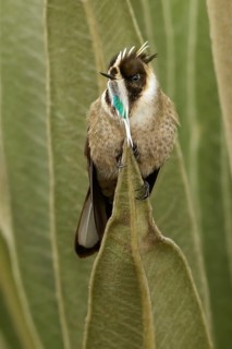 Green-bearded Helmetcrest (Oxypogon guerinii) perched on a branch in the Andes mountains in