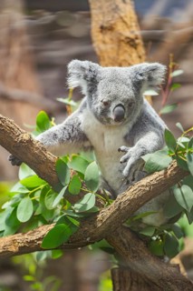 Koala (Phascolarctos cinereus) sitting on a tree, captive, distribution South Australia, Australia,