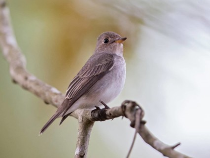 Asian Brown Flycatcher (Muscicapa dauurica), Sri Lanka