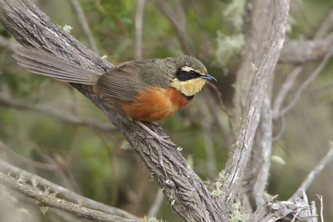 Olive-crowned Crescent-chest (Melanopareia maximiliani) perched on a branch in Bolivia, South