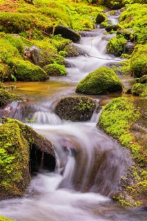 Little creek in the Bavarian Forest Nationalpark. Flowing water, little cascades, mossy stones and