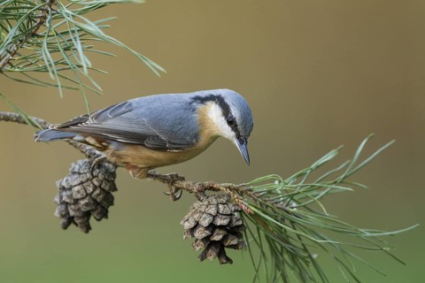 Eurasian Nuthatch (Sitta europaea), Rhineland-Palatinate, Germany