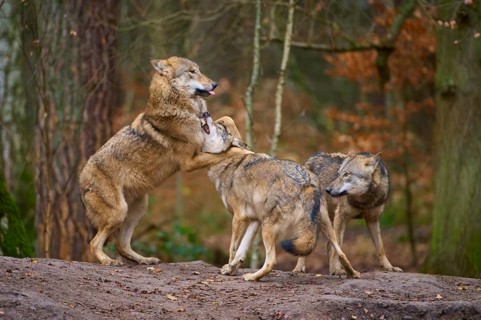 Three wolves interacting on a hill in the forest, Wolf (Canis lupus), Germany