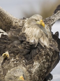 White-tailed Eagle (Haliaeetus albicilla) pair mating, Mecklenburg-Western Pomerania, Germany