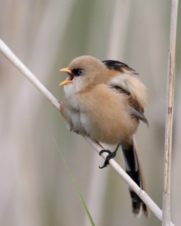 Bearded Reedling (Panurus biarmicus) juvenile, Mecklenburg-Western Pomerania, Germany