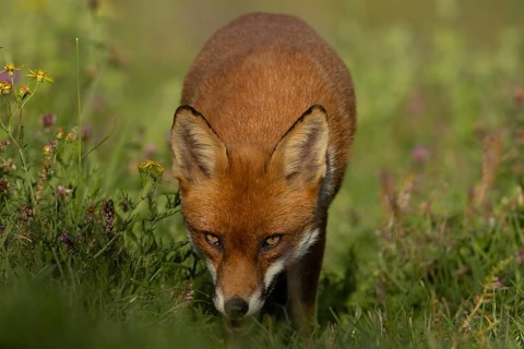 Red fox (Vulpes vulpes) adult wild animal amongst wildflowers in grassland in summer, England,