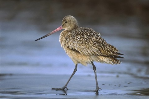 Marbled Godwit (Limosa fedoa), California, USA