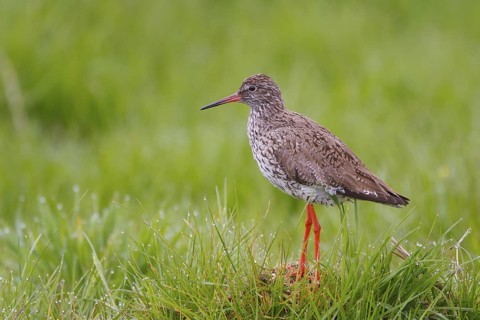 Common Redshank (Tringa totanus), Netherlands