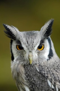 Südliche Weißgesichtseule (Ptilopsis granti) Portrait, captive, Heimat Süd-Kenia bis Namibia,