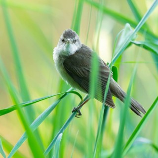 Reed warbler (Acrocephalus arundinaceus) on a reed stem, reed (Phragmites australis), Lower Saxony,