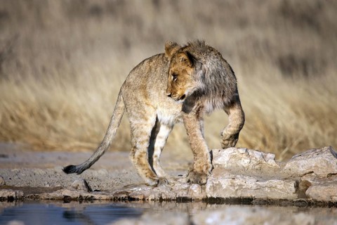 African lion, (Panthera leo) South Africa