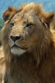 South Africa, Africa, Lion, Panthera Leo, Krüger NP, Kruger National Park