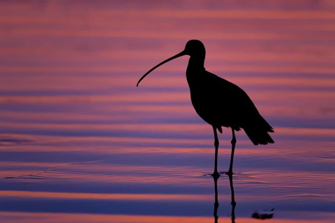 Long-billed Curlew : Morro Strand State Beach : Morro Bay, CA