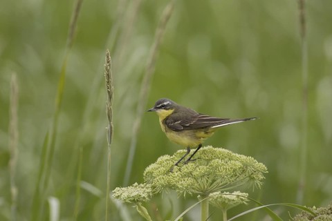 Eastern Yellow Wagtail (Motacilla tschutschensis), Alaska, USA