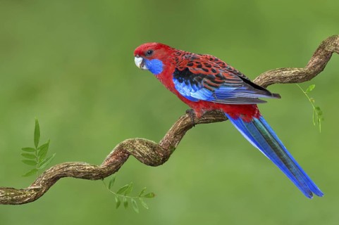 Crimson Rosella (Platycercus elegans) male, Victoria, Australia