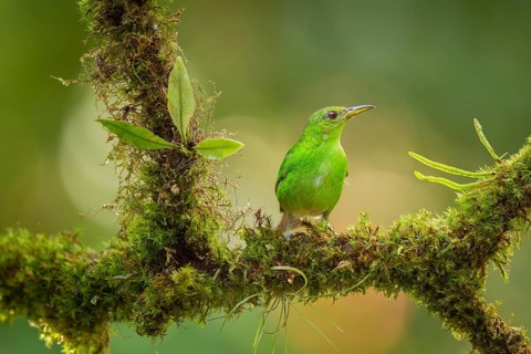 Female green honeycreeper
