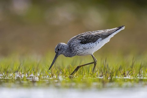 Common Greenshank (Tringa nebularia), North Rhine-Westphalia, Germany