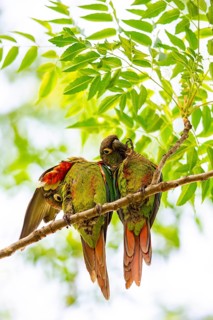 Deville Parakeet (Pyrrhura devillei) Pantanal Brazil
