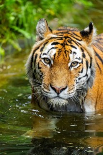 Siberian tiger (Panthera tigris tigris) swimming in a lake, captive, Germany