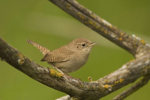 House Wren (Troglodytes aedon)