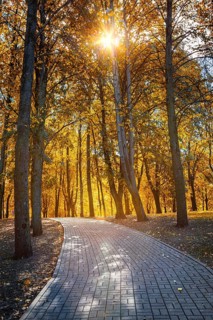Autumn colors, fall in park with yellow leaves trees. Sun shining through foliage with lens flare