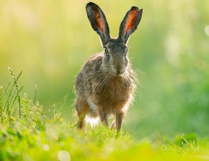 European hare (Lepus europaeus) standing on a dirt track, wildlife, Lower Saxony, Germany