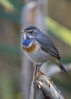 Bluethroat (Luscinia svecica cyanecula) juvenile, Saxony, Germany