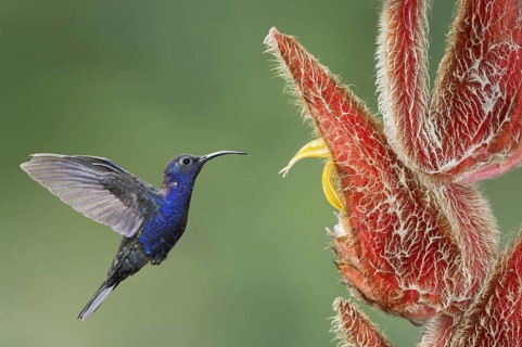 Violet Sabrewing (Campylopterus hemileucurus), Costa Rica