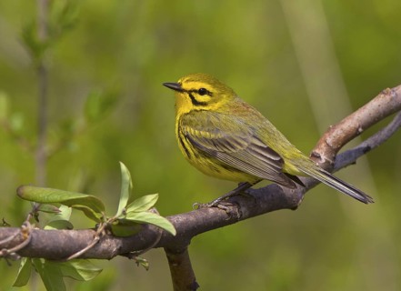 Prairie Warbler, male