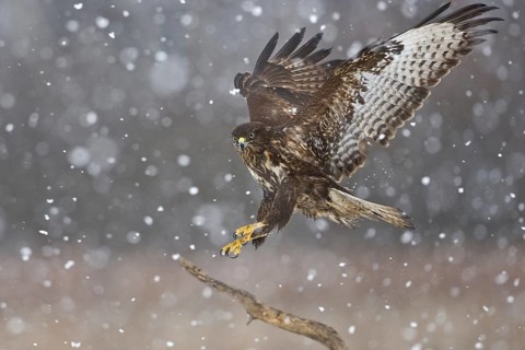 Common Buzzard (Buteo buteo), Saxony, Germany