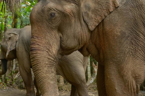 Close-up of Asian elephants amidst Thailand's vibrant jungle. The elephant's textured skin and calm