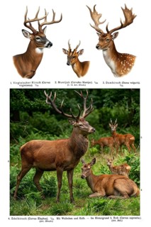 Display board deer, deer (Cervus), fallow deer (Dama dama), fallow deer, animal world, animal