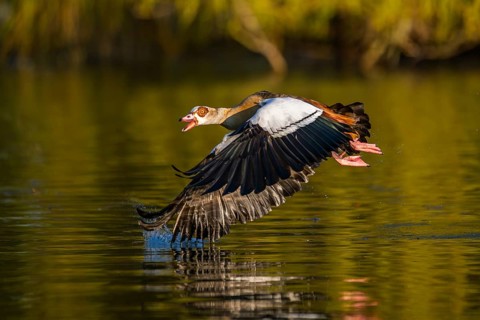 Flying Egyptian goose (Alopochen aegyptiaca) starting from a lake, invasive species, Bavaria,
