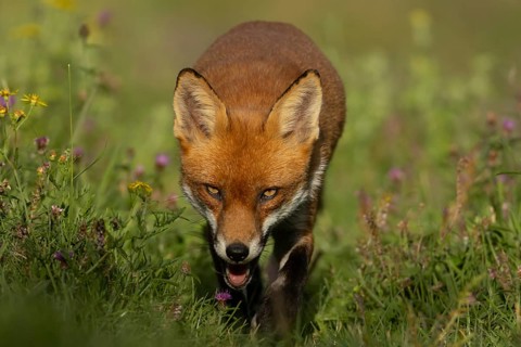 Red fox (Vulpes vulpes) adult animal in countryside grassland with wildflowers in summer, England,