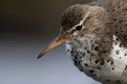 Spotted Sandpiper (Actitis macularius), Schleswig-Holstein, Germany