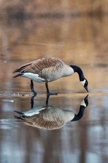 Canada Goose (Branta canadensis) on ice, Baden-Wuerttemberg, Germany