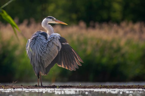 Grey Heron (Ardea cinerea), Kiskunsag National Park, Hungary