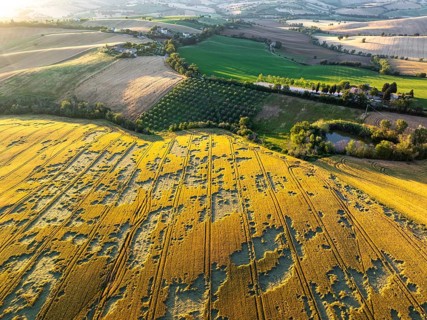 The tranquil beauty of the Italian countryside, with the golden fields of Macerata, lush