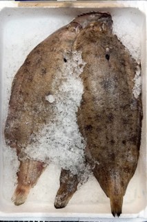 Display of fish caught fresh fish sole (Solea solea) on ice in refrigerated counter fish counter of