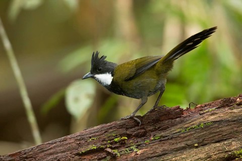 Eastern Whipbird (Psophodes olivaceus) perched on a trunk, Queensland, Australia