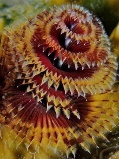 Christmas tree worm (Spirobranchus giganteus)