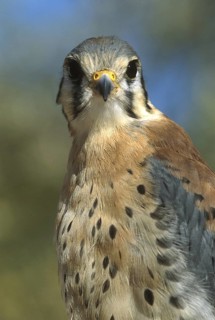 American Kestrel (Falco sparverius), Arizona, USA