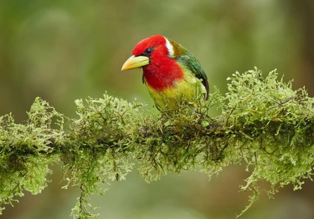 Red-headed Barbet (Eubucco bourcierii) male perched on a mossy branch, Ecuador