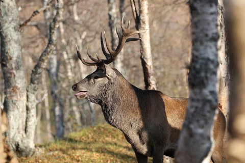 Red deer (Cervus elaphus elaphus) stag during the rut in a birch forest. These are the only animals