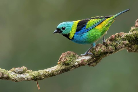 Green-headed Tanager (Tangara seledon) perched on a branch in the Atlantic Rainforest of Brazil