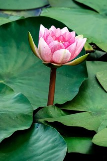Water lily pond in late summer, water lilies (Nymphaea), Saxony, Germany